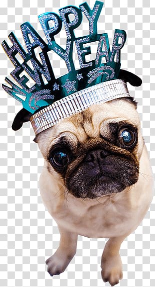 fawn pug with Happy New Hear hat illustration, Happy New Year Dog transparent background PNG clipart