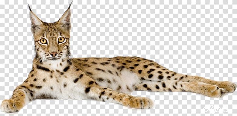 Eurasian lynx Cheetah Felidae Bengal cat Wildcat, cheetah transparent background PNG clipart