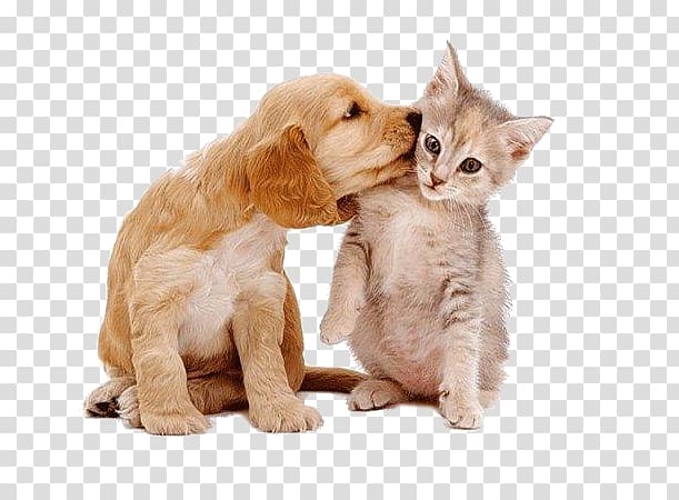 puppy and kitten, Tibetan Mastiff Cat Pet sitting Kitten, Cats and dogs a pro transparent background PNG clipart