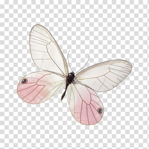 Butterfly Insect Pieridae Moth Cithaerias, butterfly transparent background PNG clipart