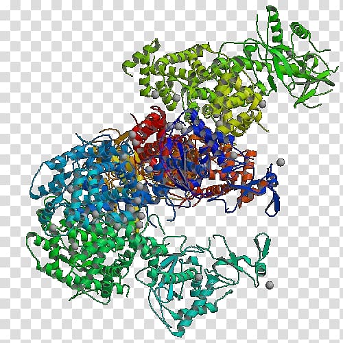Dicer Ribonuclease Giardia lamblia Small interfering RNA Hydrolase, giardia transparent background PNG clipart