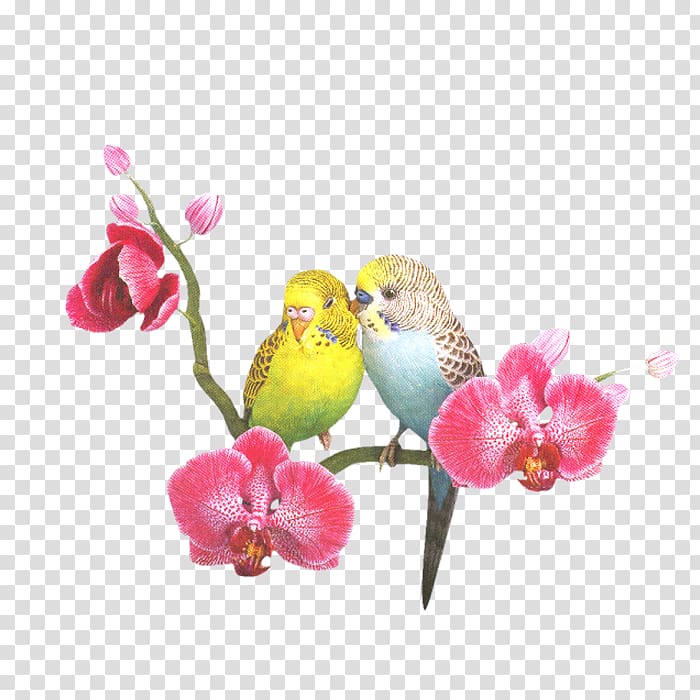 Lovebird Cockatoo Budgerigar Cockatiel, Peach and birds transparent background PNG clipart