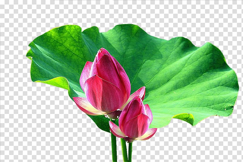 Nelumbo nucifera Leaf Bud Flower, Two lotus bud material transparent background PNG clipart