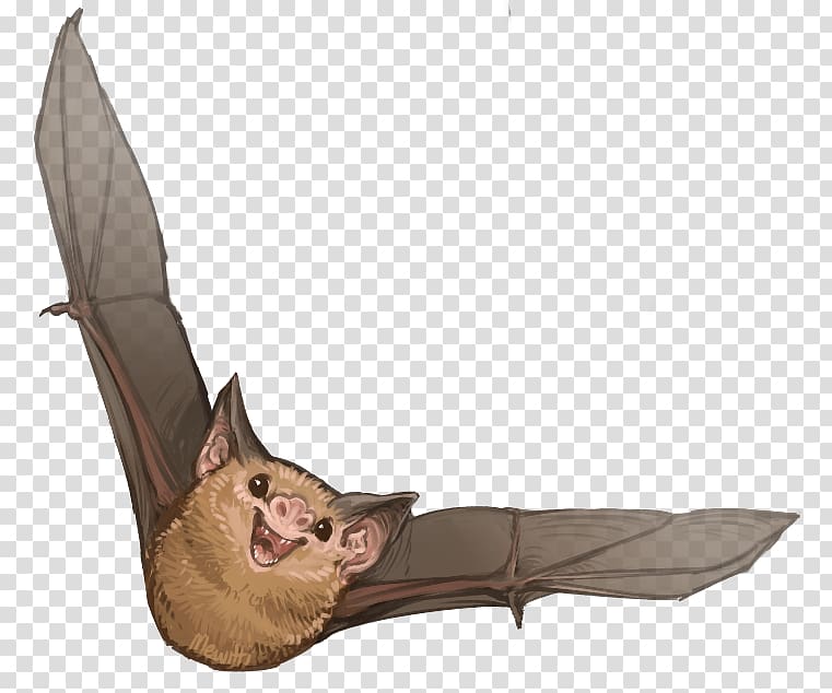 Kitti\'s hog-nosed bat Honduran white bat Vampire bat Painted bat, bat transparent background PNG clipart