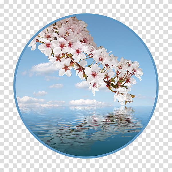 Cherry blossom Petal ST.AU.150 MIN.V.UNC.NR AD, cascade transparent background PNG clipart