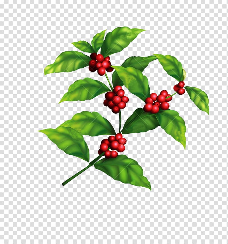 coffee tree coffee beans material transparent background PNG clipart