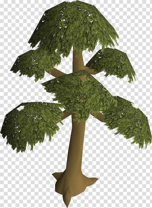 Old School RuneScape Tree Wikia English Yew, tree transparent background PNG clipart