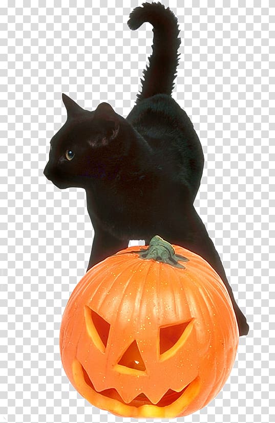 Whiskers Jack-o\'-lantern Winter squash Cat Cucurbita, Cat transparent background PNG clipart