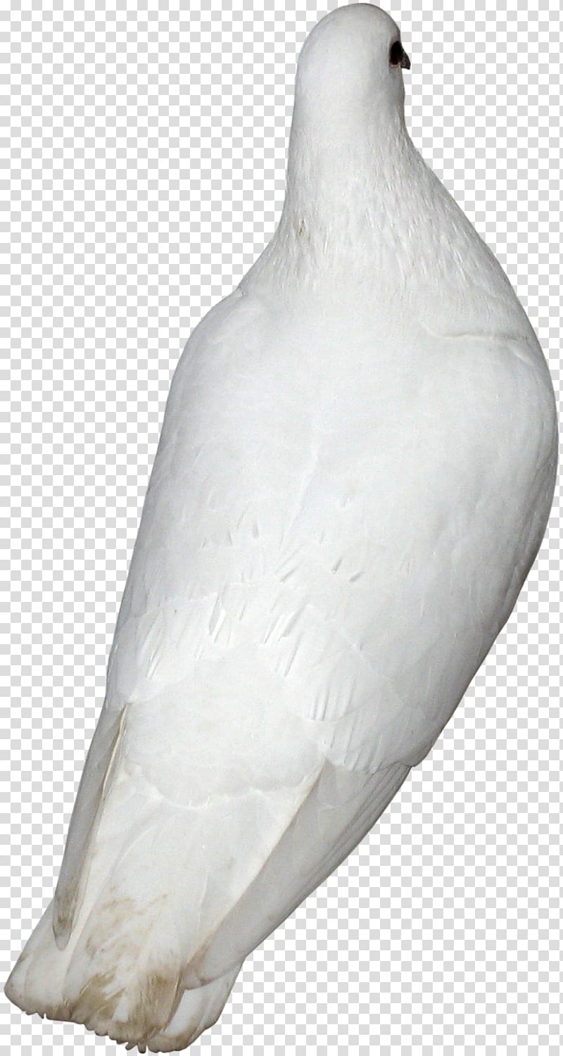 Beak Water bird Neck Galliformes, pigeons 12 0 1 transparent background PNG clipart
