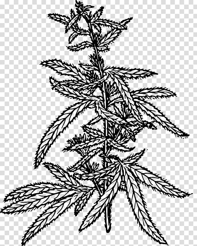 Medical cannabis Hemp Cannabidiol Drawing, cannabis transparent background PNG clipart