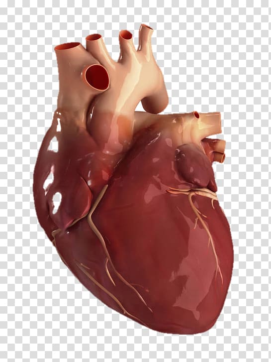Human anatomy About your heart , heart transparent background PNG clipart