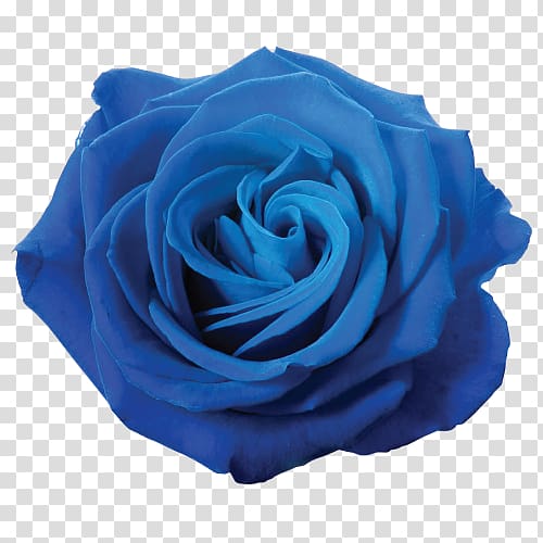 Blue rose Flower , blue flower transparent background PNG clipart
