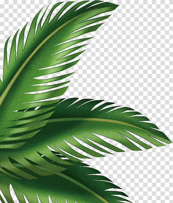 Leaf Arecaceae , palm leaves transparent background PNG clipart