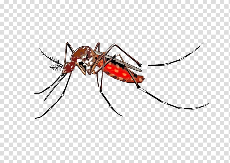 Yellow fever mosquito Insect , mosquito transparent background PNG clipart