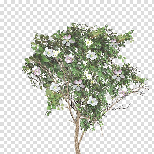 Twig Branch Apple Blossom Tree, apple transparent background PNG clipart