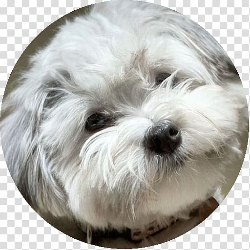 Maltese dog Havanese dog Coton de Tulear Little lion dog Bolonka, puppy transparent background PNG clipart
