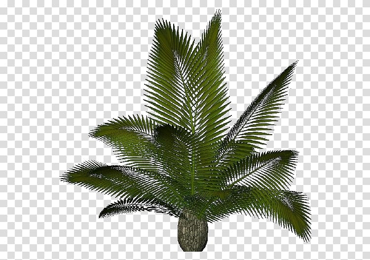 Arecaceae Sago palm Plant Cycas rumphii .dwg, cycas transparent background PNG clipart