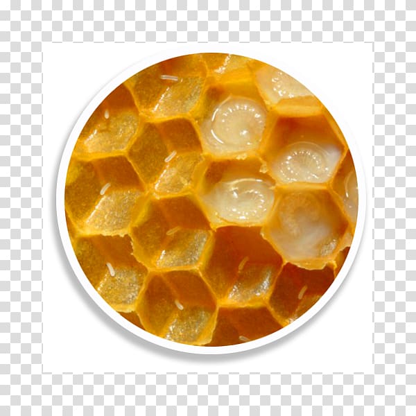 Western honey bee Queen bee Food Royal jelly, bee transparent background PNG clipart