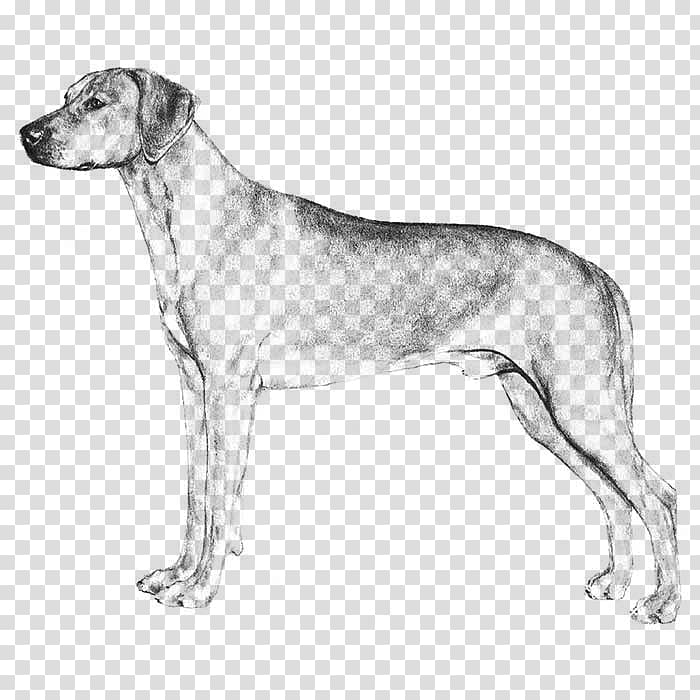Dog breed English Foxhound Harrier Great Dane Sloughi, others transparent background PNG clipart