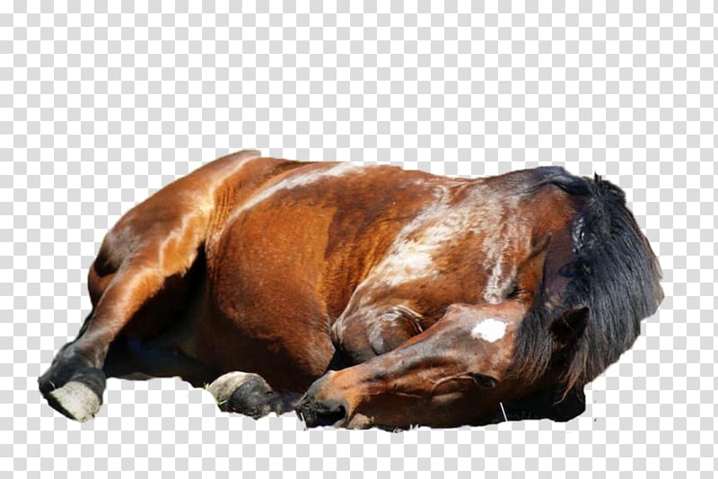 Pixel art Digital art Mustang, CABALLOS transparent background PNG clipart