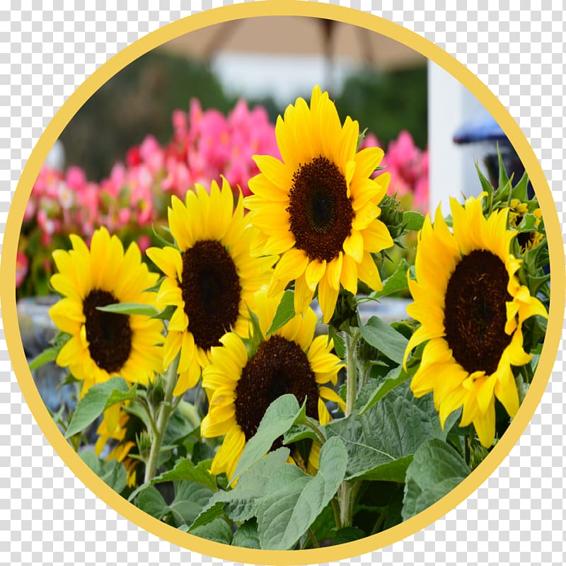 Common sunflower Country Garden Shed Annual plant Sunflower seed, garden shed transparent background PNG clipart