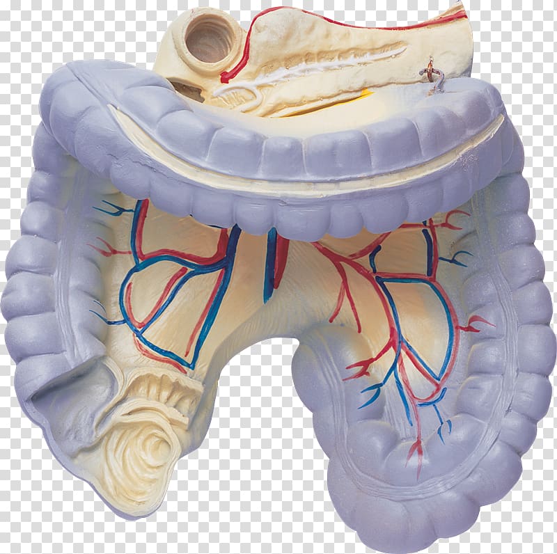 Organ Large intestine De humani corporis fabrica libri septem Human body, Anatomia transparent background PNG clipart