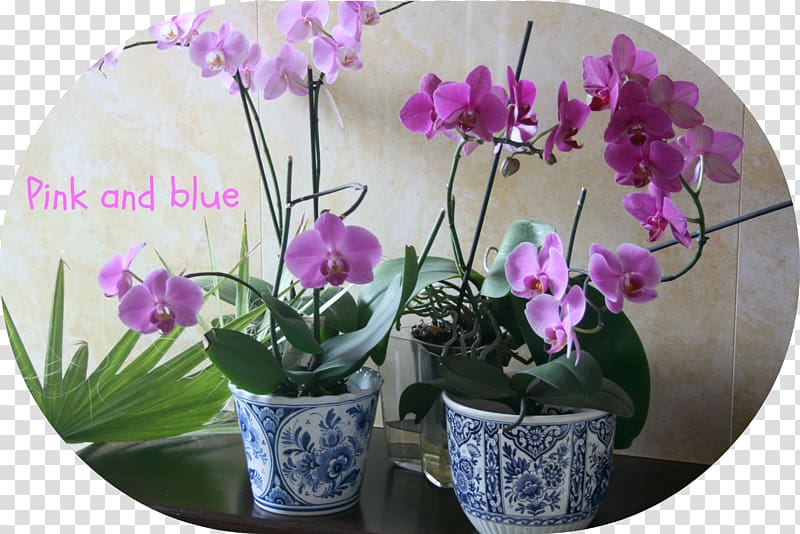 Moth orchids Flowerpot Herbaceous plant, bine transparent background PNG clipart