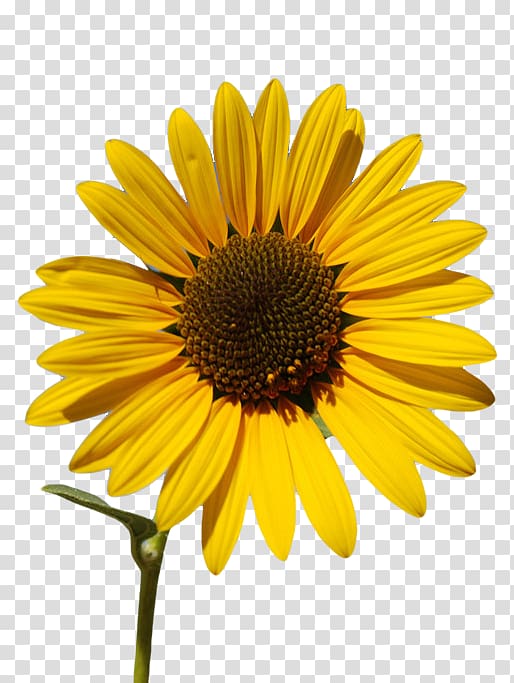 yellow sunflower, Common sunflower Sunflower oil Sunflower seed , sunflower transparent background PNG clipart