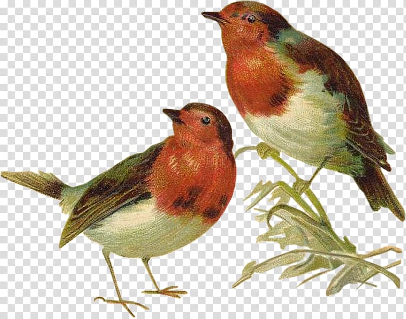 Bird Northern cardinal European robin Animal, Bird transparent background PNG clipart