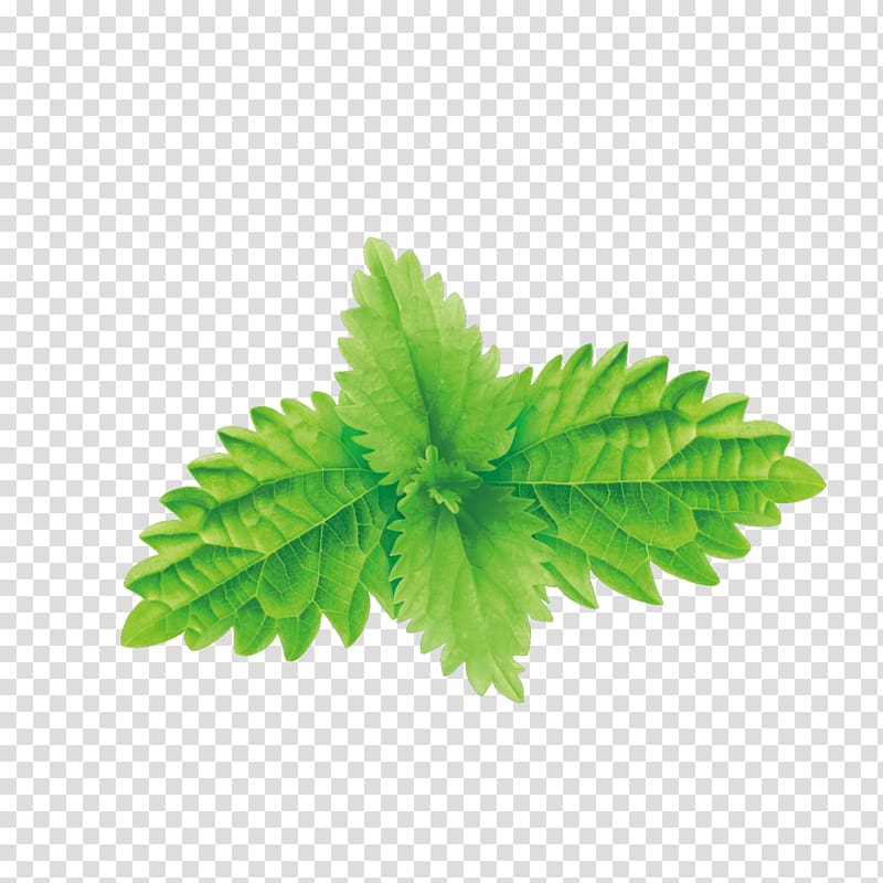 Mentha spicata Euclidean Illustration, green mint leaves transparent background PNG clipart