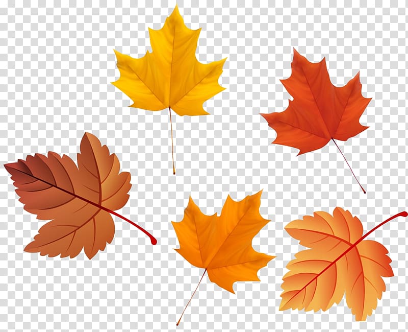 Maple leaf Autumn Deciduous, Maple Leaf transparent background PNG clipart