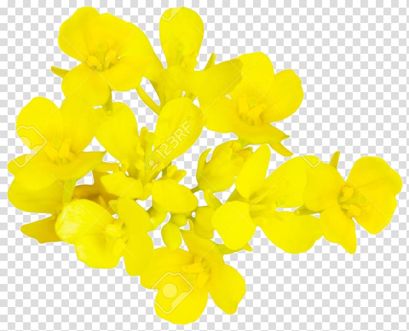 Rapeseed Flower Mustard plant Brassica oleracea, Mustard transparent background PNG clipart
