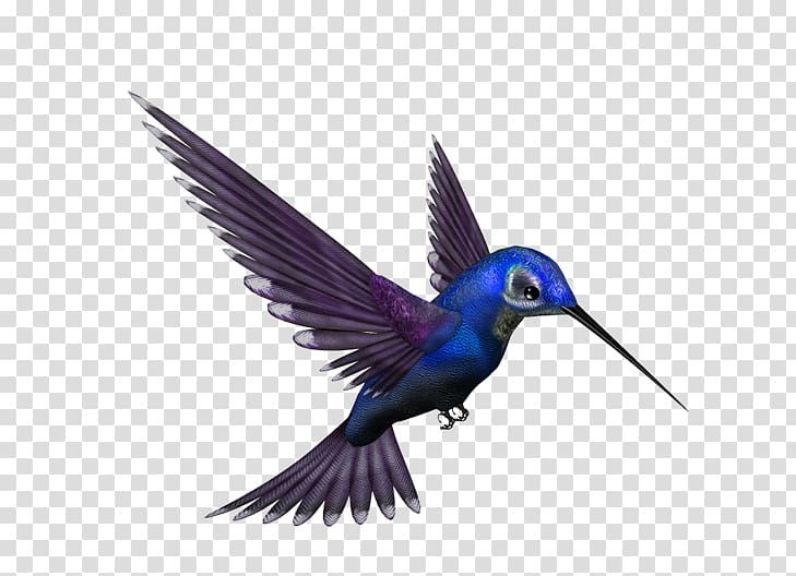 Google Hummingbird, Bird transparent background PNG clipart