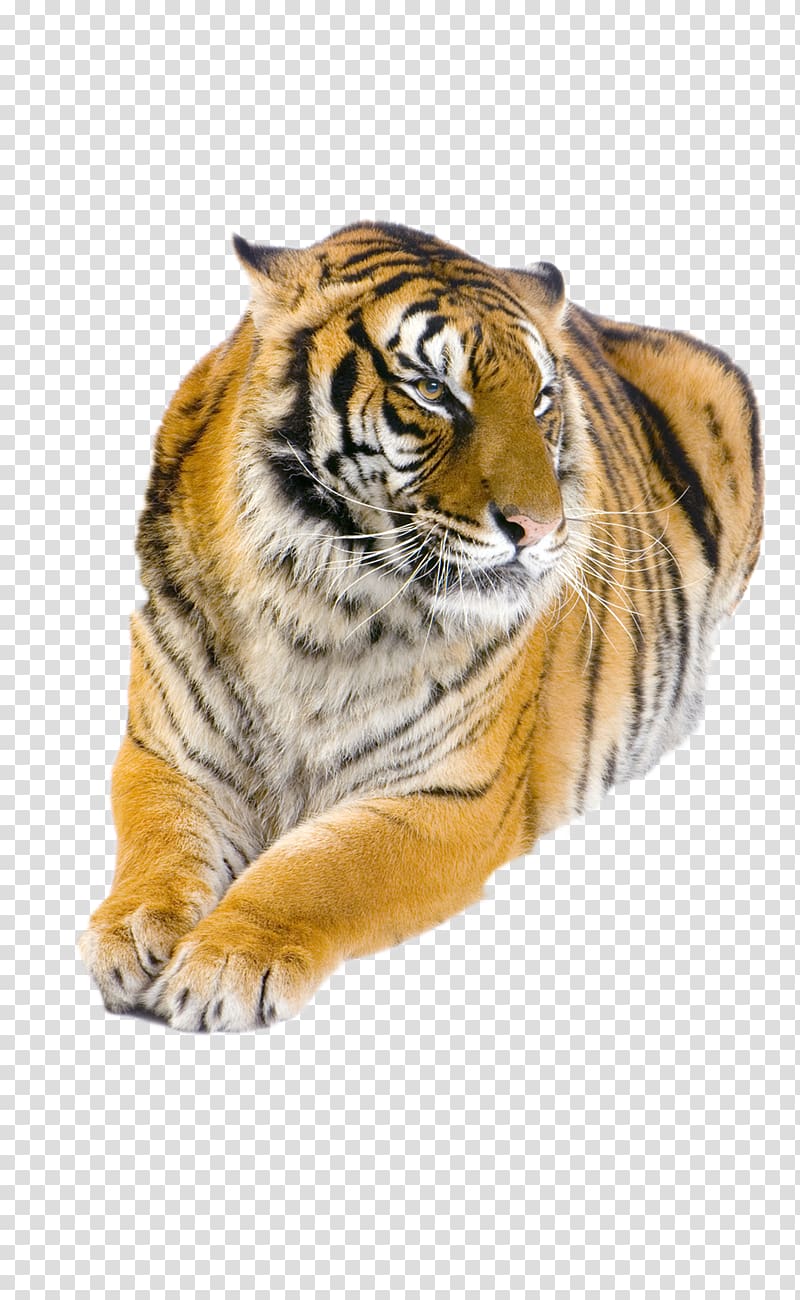 Felidae Bengal tiger Siberian Tiger White tiger Golden tiger, cold-blooded animals transparent background PNG clipart