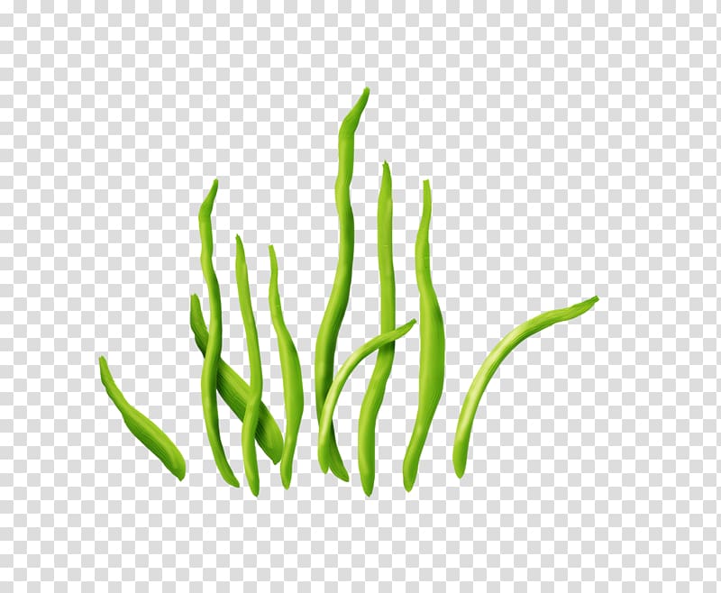seaweed illustration, Seaweed Aquatic Plants , seaweed transparent background PNG clipart