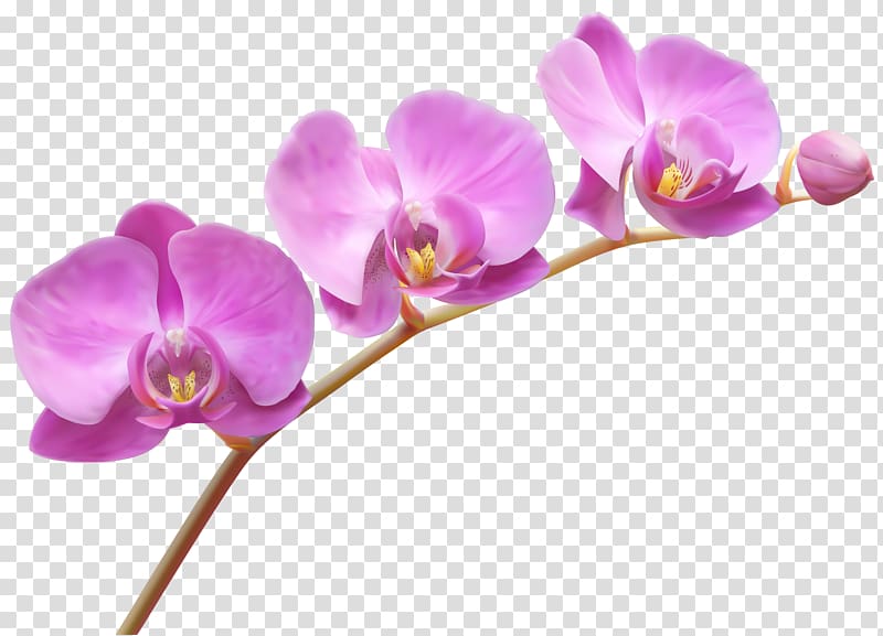 pink moth orchid flower, Lady's slipper orchids Flower , Orchids transparent background PNG clipart