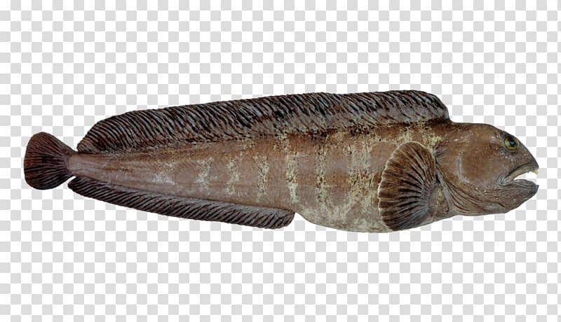 Atlantic wolffish Norway Atlantic herring Atlantic mackerel, fish transparent background PNG clipart