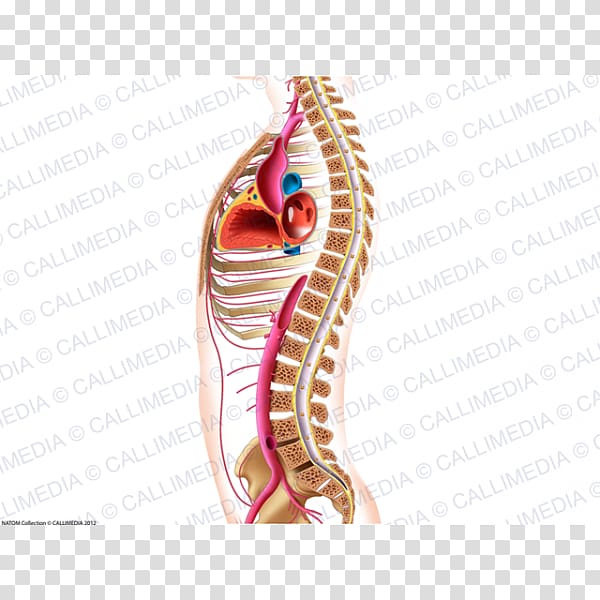 Abdomen Thorax Pelvis Human body Anatomy, arteries transparent background PNG clipart