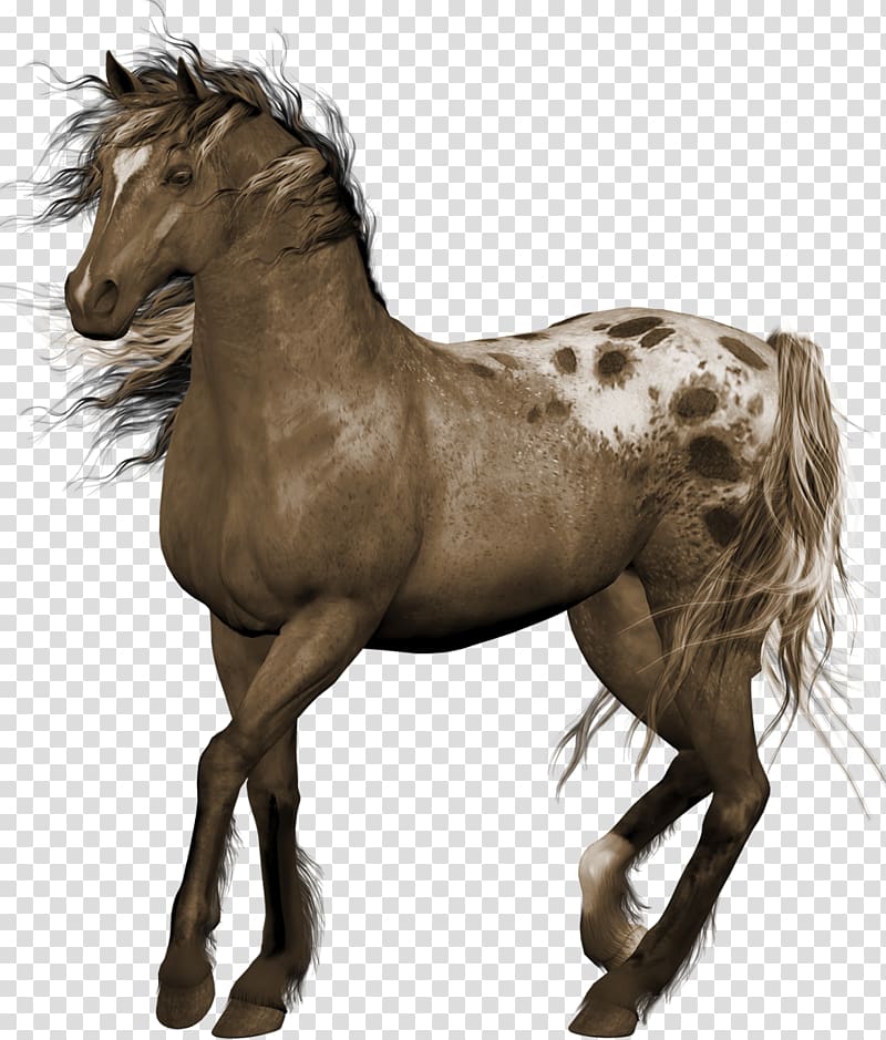 Horse , wild west transparent background PNG clipart