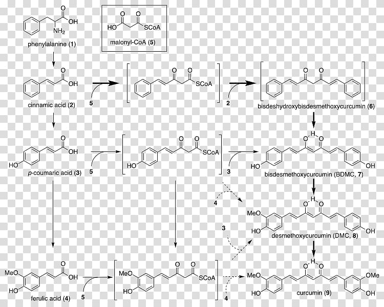 Curcuminoid Turmeric Biosynthesis E100, Curcumin transparent background PNG clipart