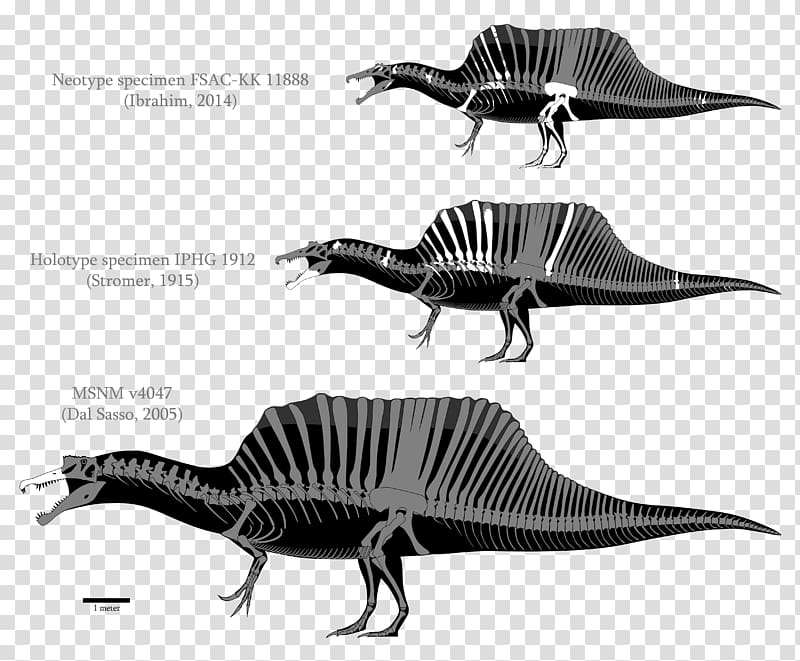 Spinosaurus Tyrannosaurus Baryonyx Irritator Compsognathus, dinosaur transparent background PNG clipart