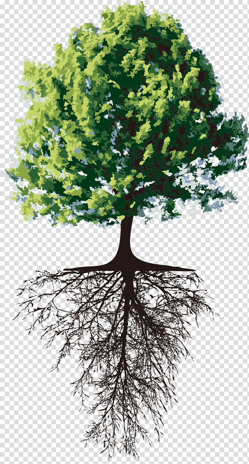 Tree transparent background PNG clipart | HiClipart