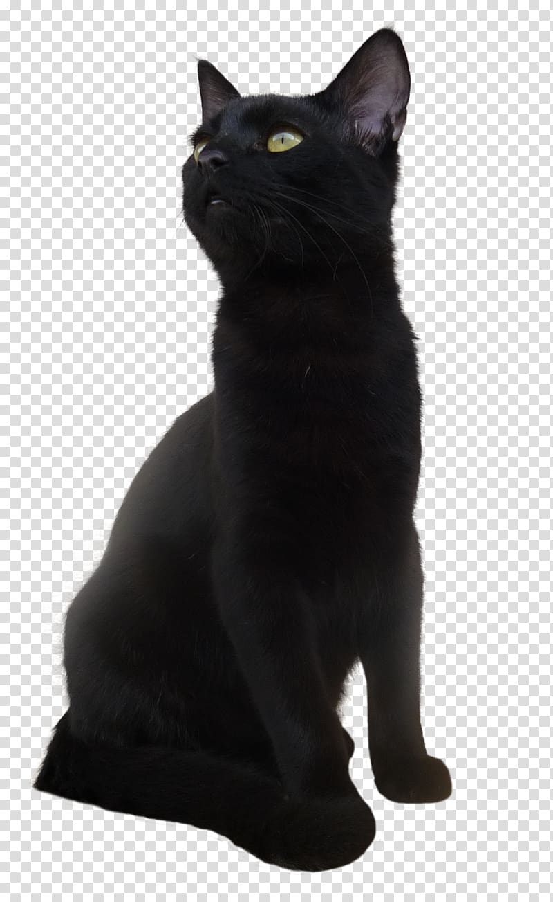 Bombay cat Korat European shorthair Black cat, Black Cat transparent background PNG clipart