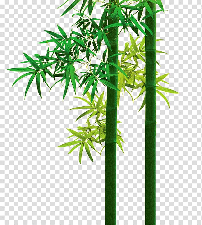 Bamboo Poster , bamboo transparent background PNG clipart