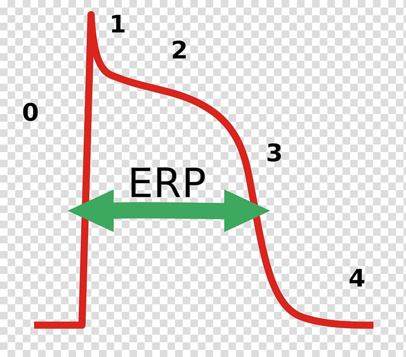 Effective refractory period Cardiac action potential Repolarization, heart transparent background PNG clipart