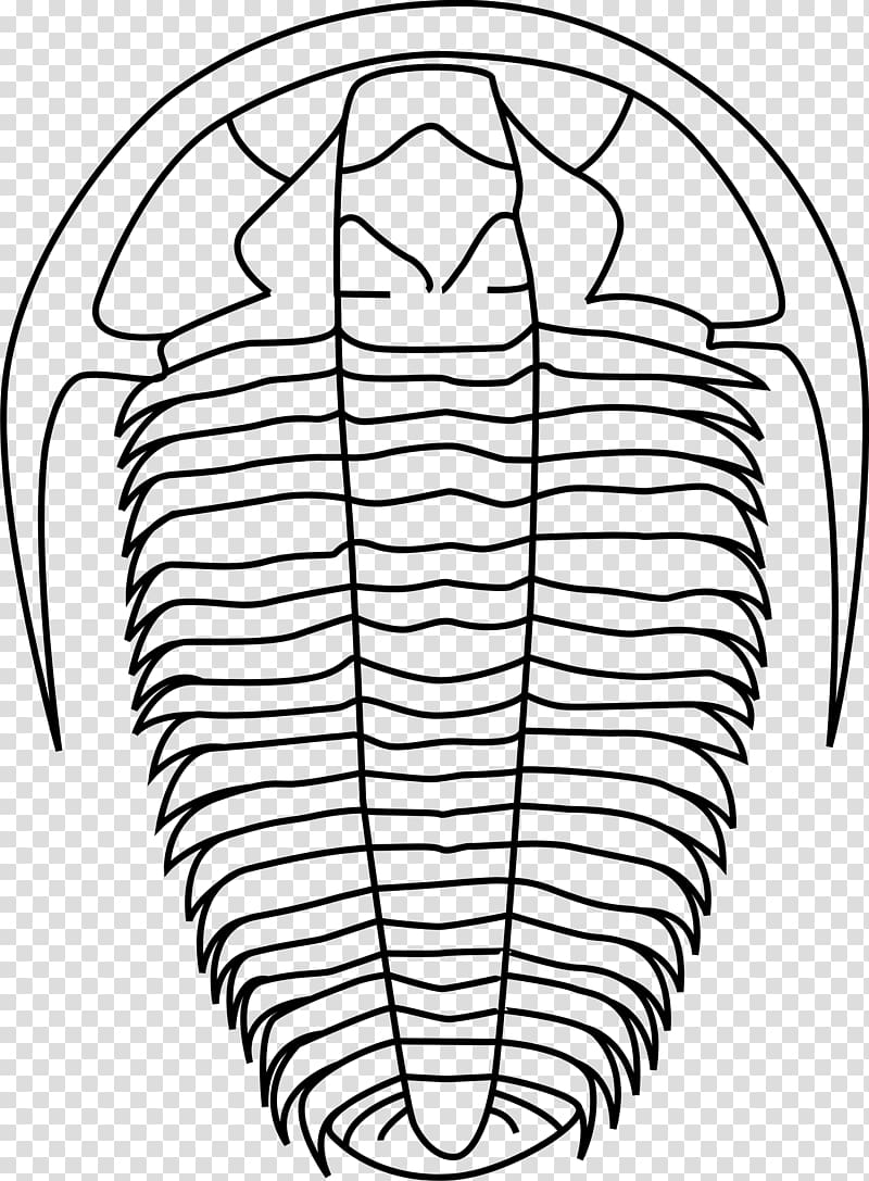 Trilobite Fossil Asaphus , evolution transparent background PNG clipart