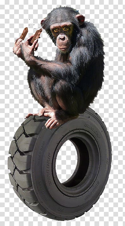 Common chimpanzee Gorilla Primate Orangutan Gibbon, monkey transparent background PNG clipart