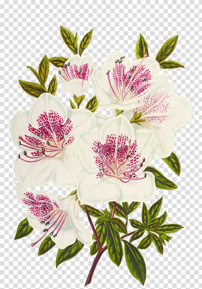 Cut flowers White Floral design, flower transparent background PNG clipart
