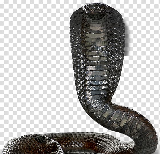 Venomous snake Egyptian cobra King cobra, snake transparent background PNG clipart