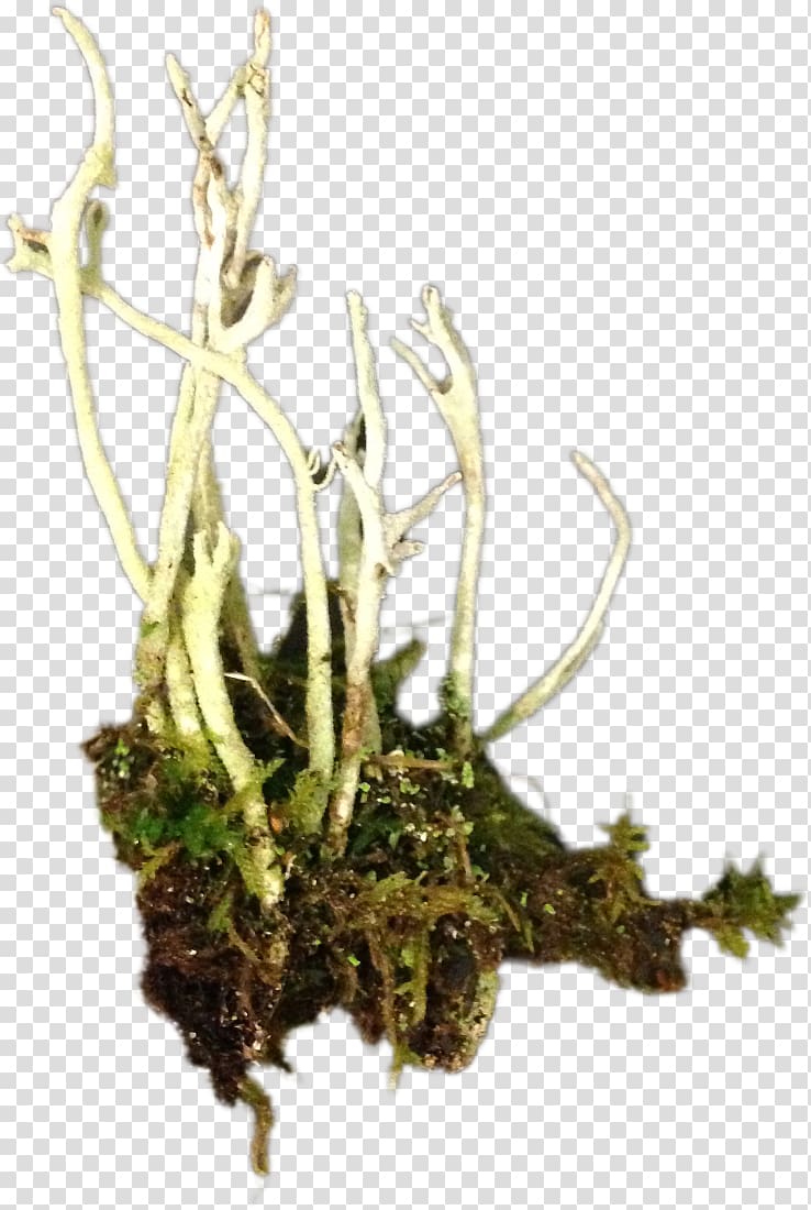 Moss Ludum Dare Turmeric Sprite Plant, root transparent background PNG clipart